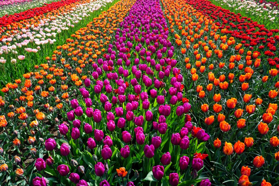 Nature spring tulpenbluete