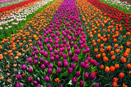 Nature spring tulpenbluete