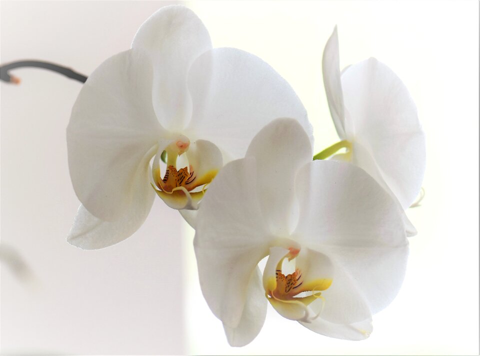 Bloom plant nature