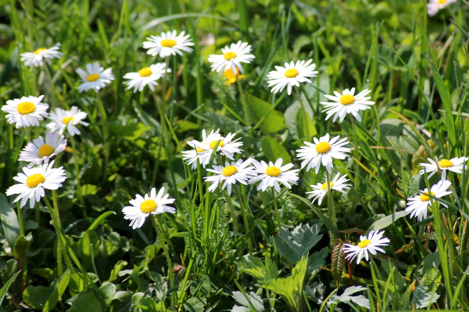 Spring meadow wildflowers