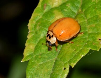 Harlequin lady beetle multicolored multivariate photo