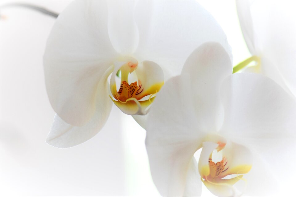 Bloom plant nature