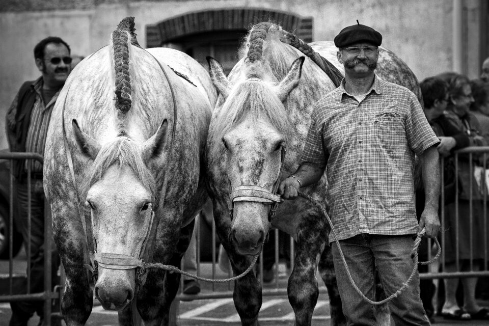 Horse head animal animals