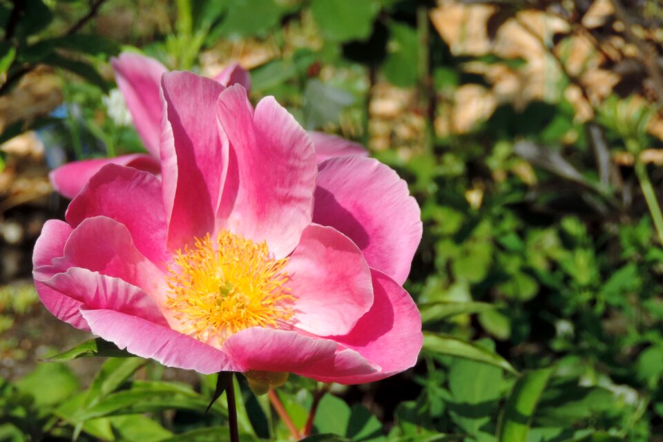 Blossom bloom rosa rugosa