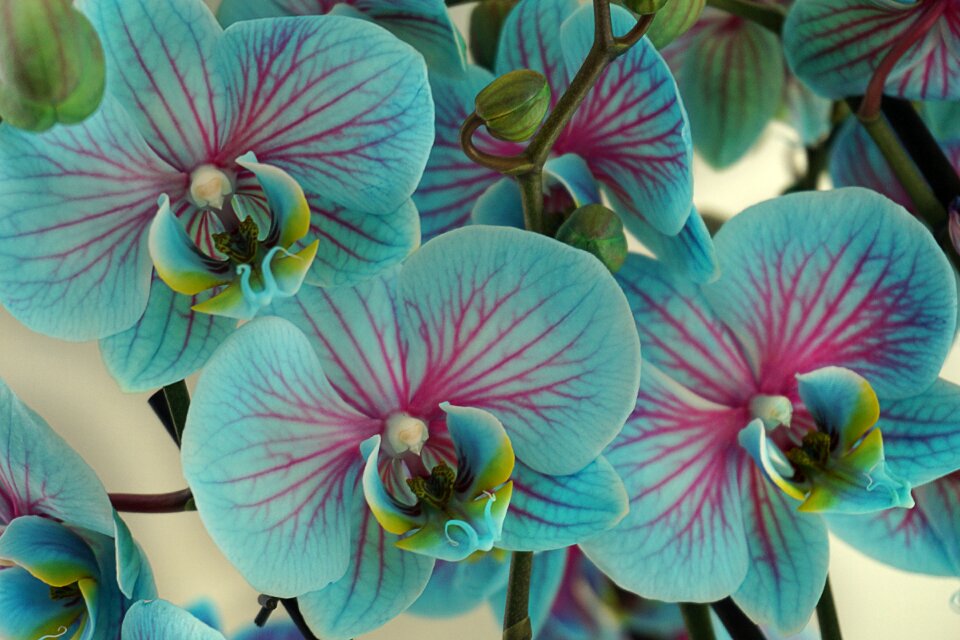 Bloom plant nature