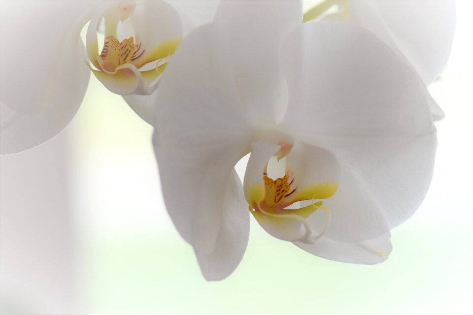 Bloom plant nature