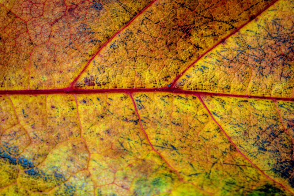 Fall foliage colors of autumn leaves in the autumn