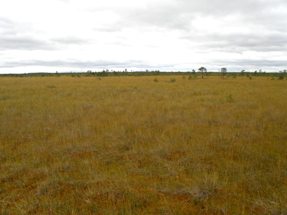 Ivanishchi virgin peatbog1