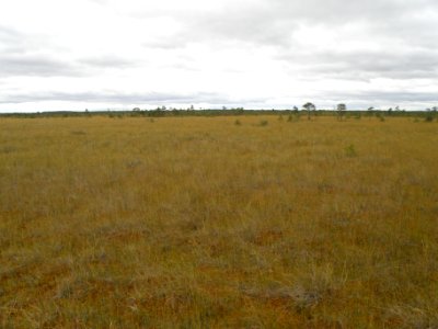 Ivanishchi virgin peatbog1