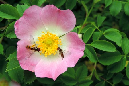 Rose hip blossom bloom