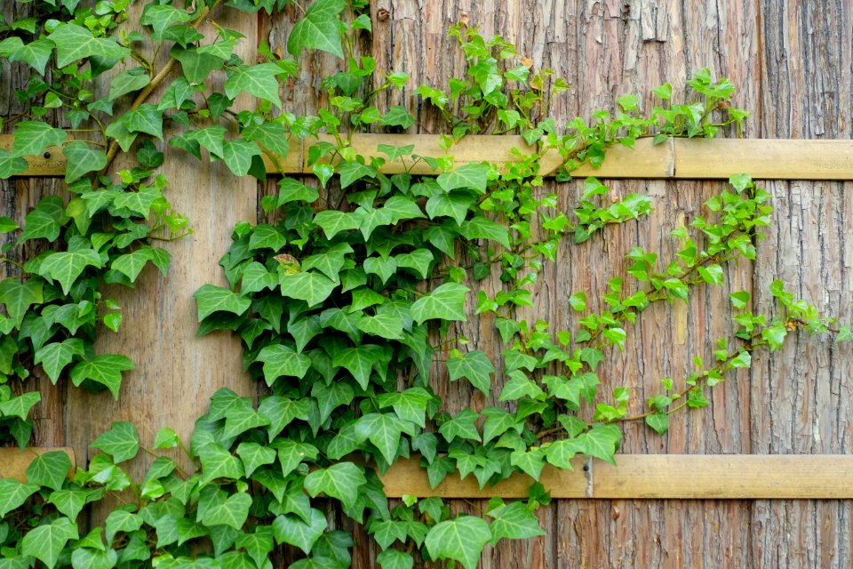 Ivy - Hakuun-do Chaen Tearooms - Gora Park - Hakone, Kanagawa, Japan DSC08524