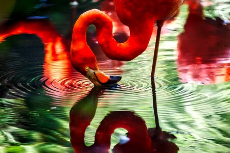 Closeup hdr pond