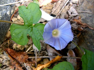 Ivy-leaved morning glory