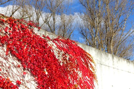 Ivy along the Magnus-Hirschfeld-Ufer - Berlin, Germany - DSC09571