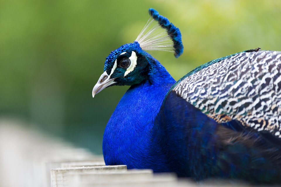 Animals animal bird