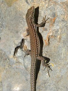 Natural park sargantana reptile