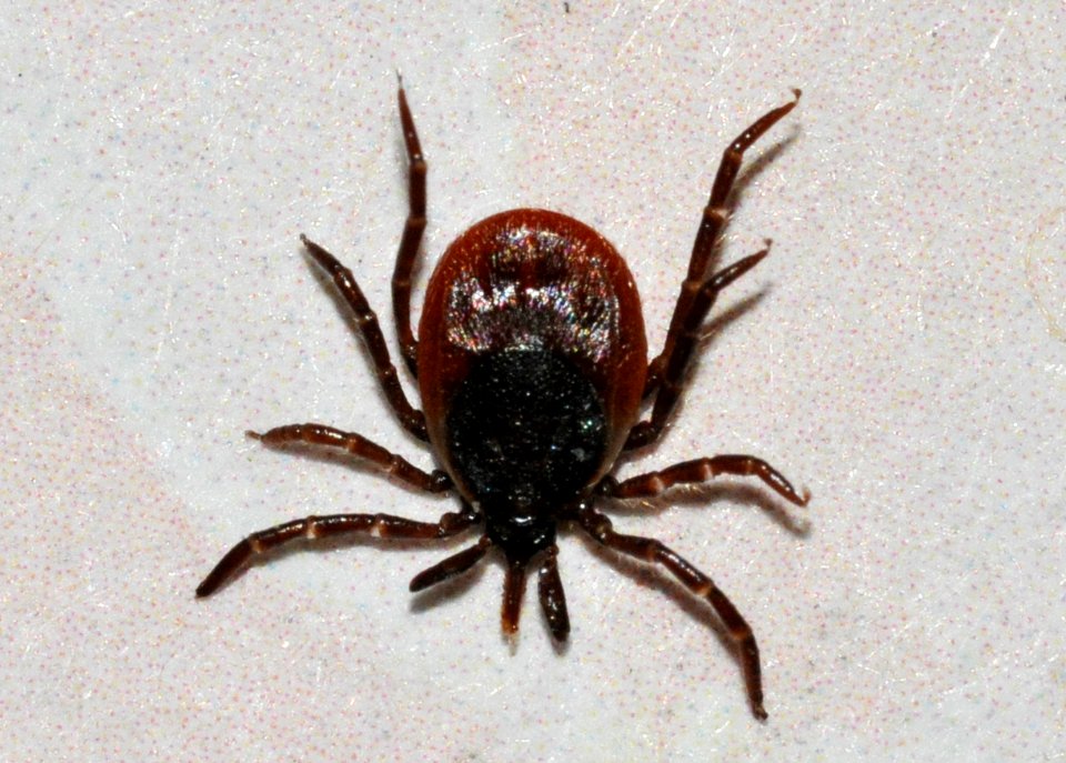Ixodes-ricinus-04-fws