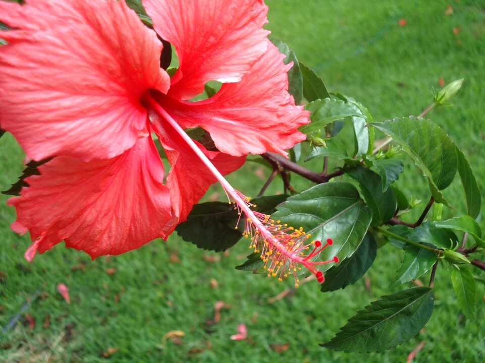 Rosinha nature plant
