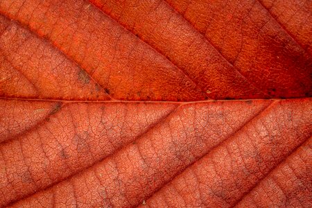 Fall foliage colors of autumn leaves in the autumn