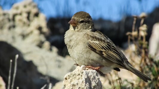 Animal wildlife posing