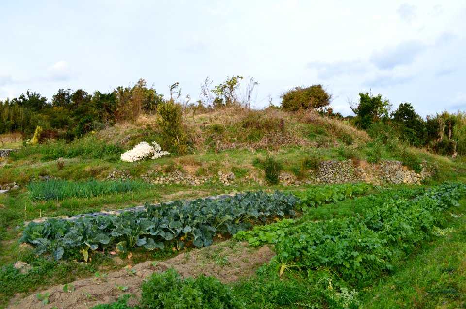 Iwauchi Kofun Group-3, funkyu