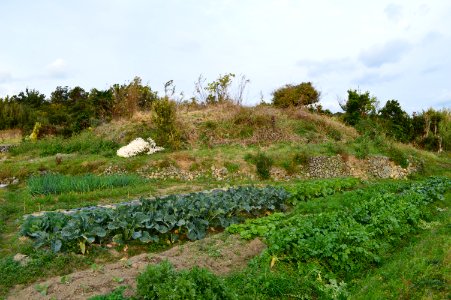 Iwauchi Kofun Group-3, funkyu