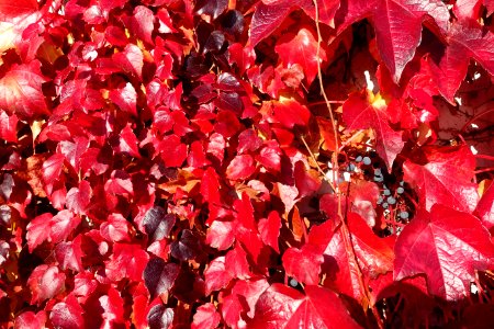 Ivy along the Magnus-Hirschfeld-Ufer - Berlin, Germany - DSC09574