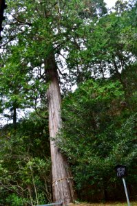 Iwafune-jinja (Konan), hinoki