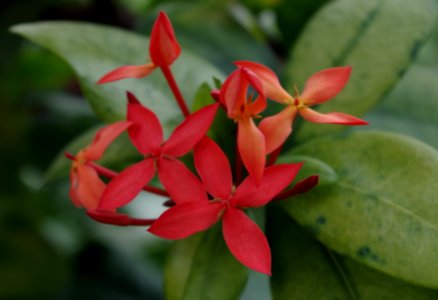 Ixora coccinea - Kew Gardens