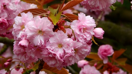 Vernal spring flowers flowering tree photo