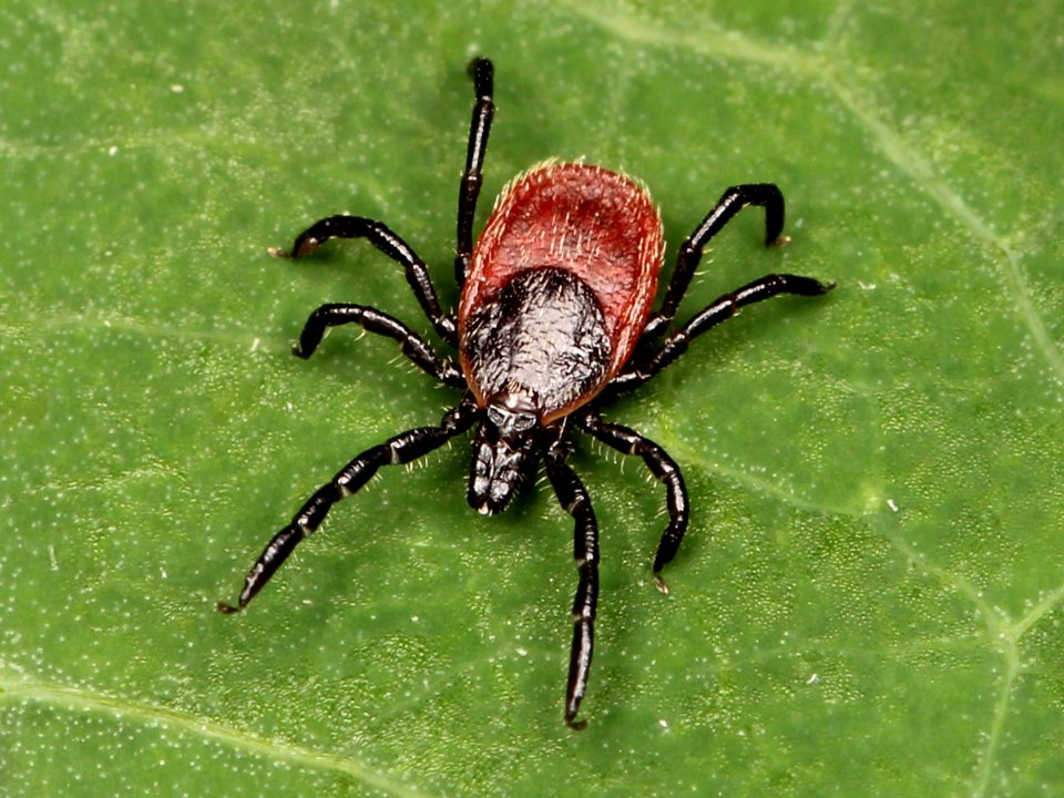 Ixodes pacificus 01