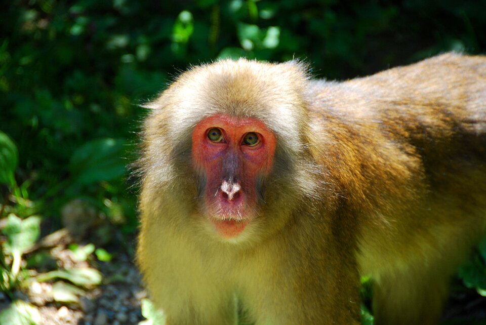 Monkey primate animal