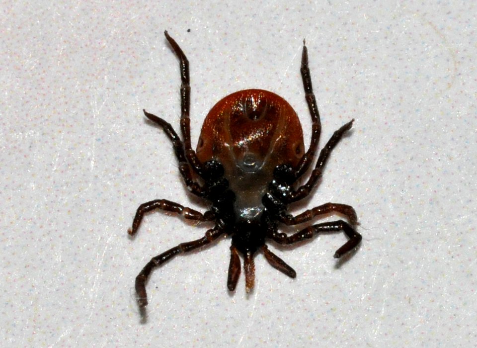 Ixodes-ricinus-01-fws