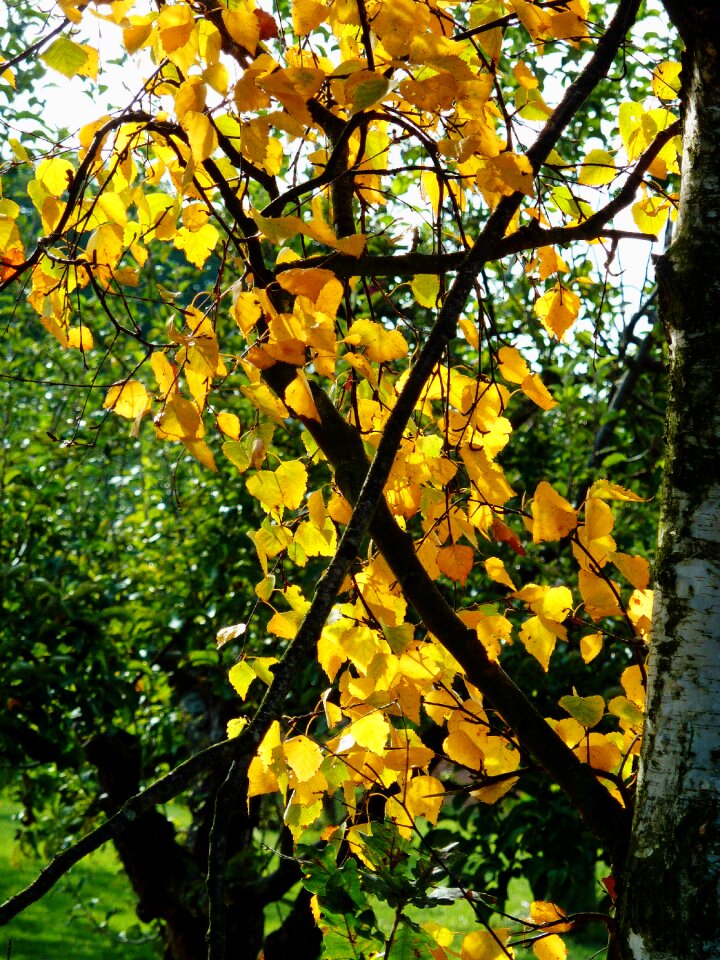 Leaves autumn colours colored
