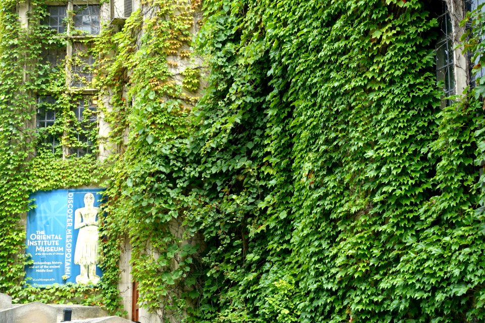 Ivy - Oriental Institute Museum, University of Chicago - DSC06921
