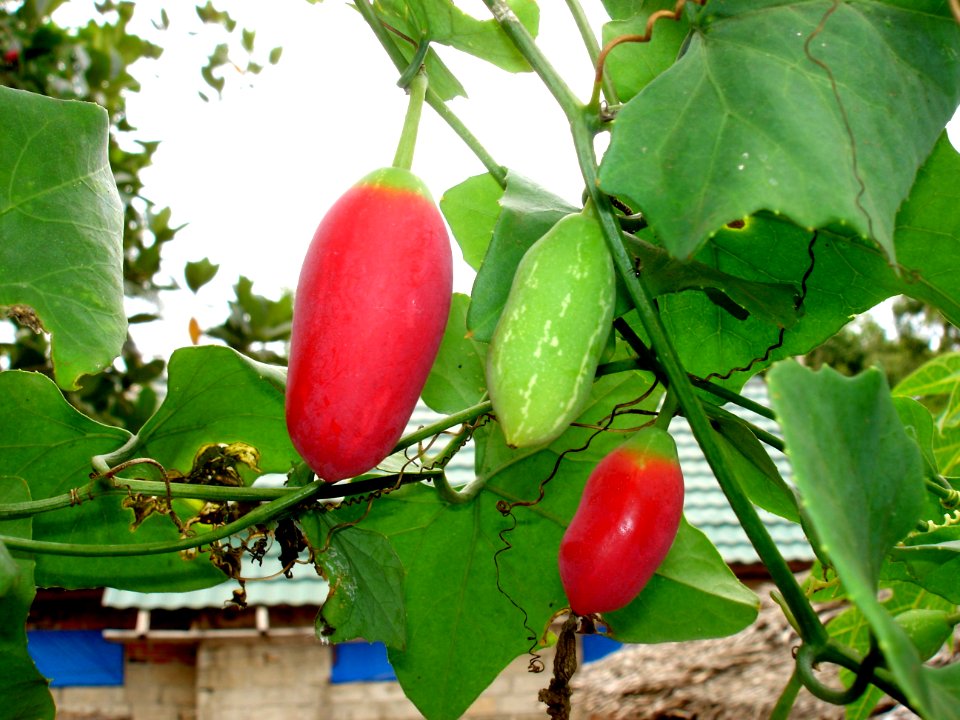 Ivy gourd (Coccinia grandis) fruits
