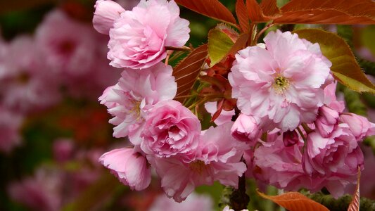 Vernal spring flowers flowering tree