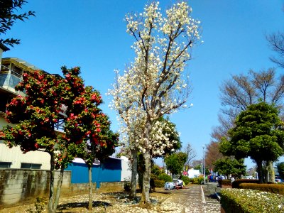 Izumi-Green-Path-2018032501