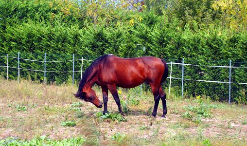 Horse summer greens