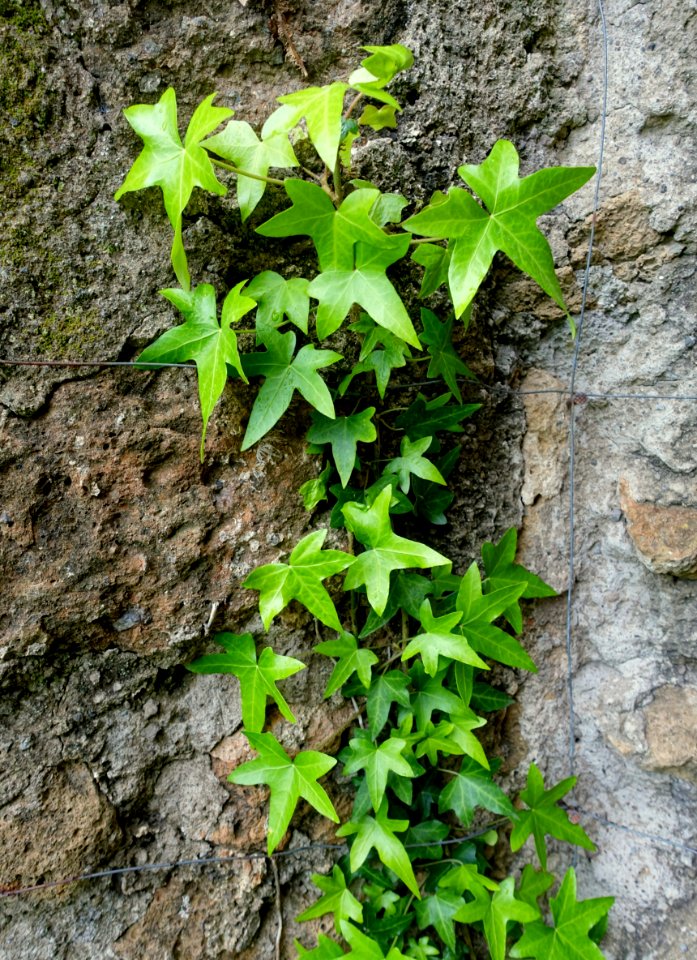 Ivy - Torrecchia Vecchia - Cisterna di Latina, Italy - DSC03263