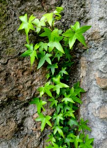 Ivy - Torrecchia Vecchia - Cisterna di Latina, Italy - DSC03263