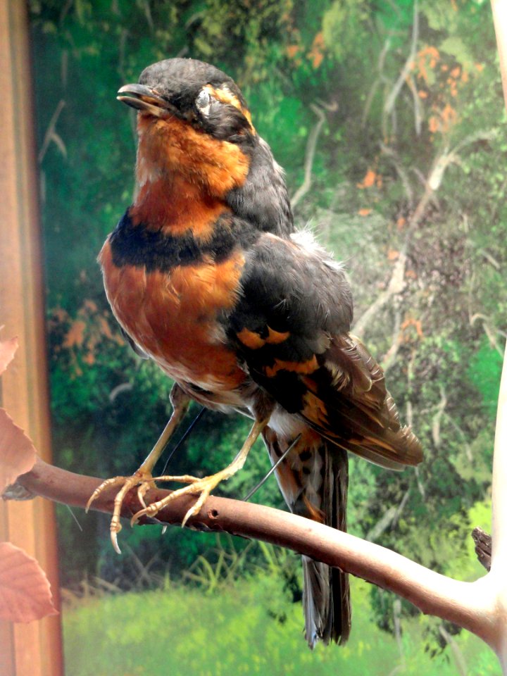 Ixoreus naevius - Museum - Garland Ranch Regional Park - DSC06884
