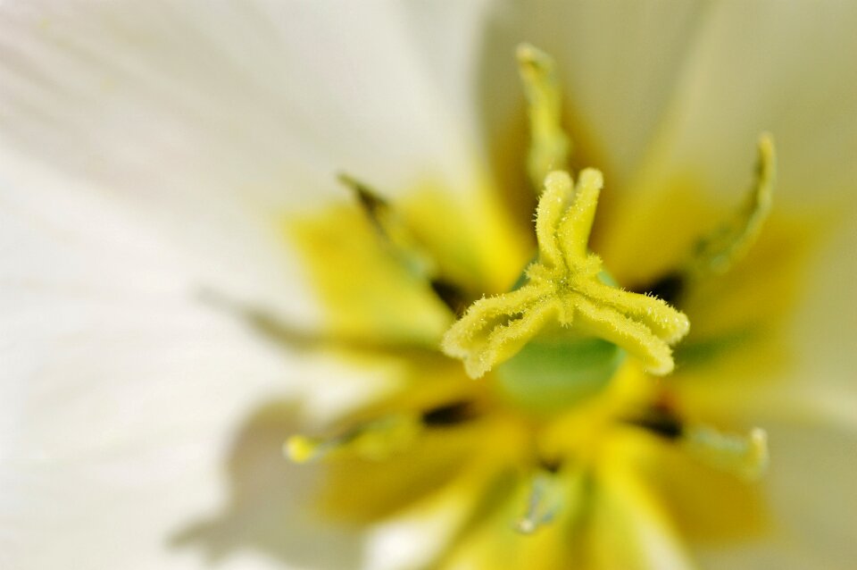 Yellow farbenpracht flower