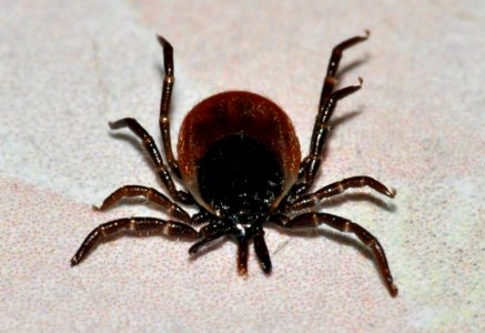 Ixodes-ricinus-02-fws