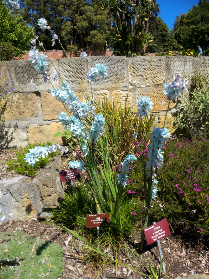 Ixia Viridiflora and Erica cinerea Hobart 20171119-019