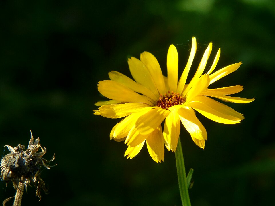 Calendula officinalis flower gardening