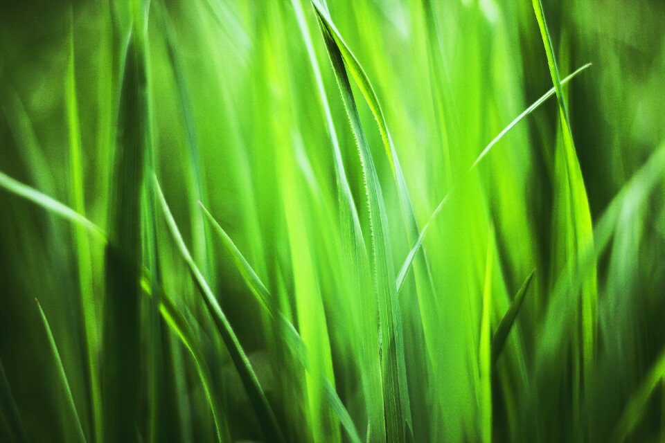 Spring meadow blade of grass