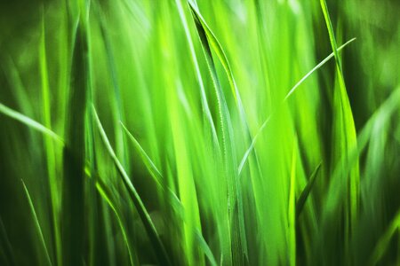 Spring meadow blade of grass photo