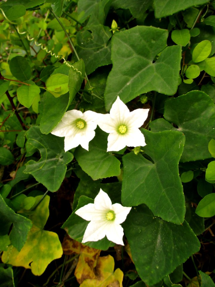 Ivy gourd (Coccinia grandis) flowers