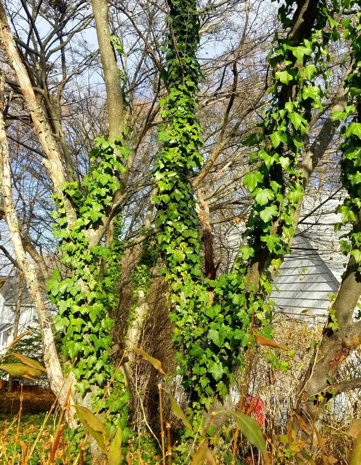 Ivy - Arlington, MA